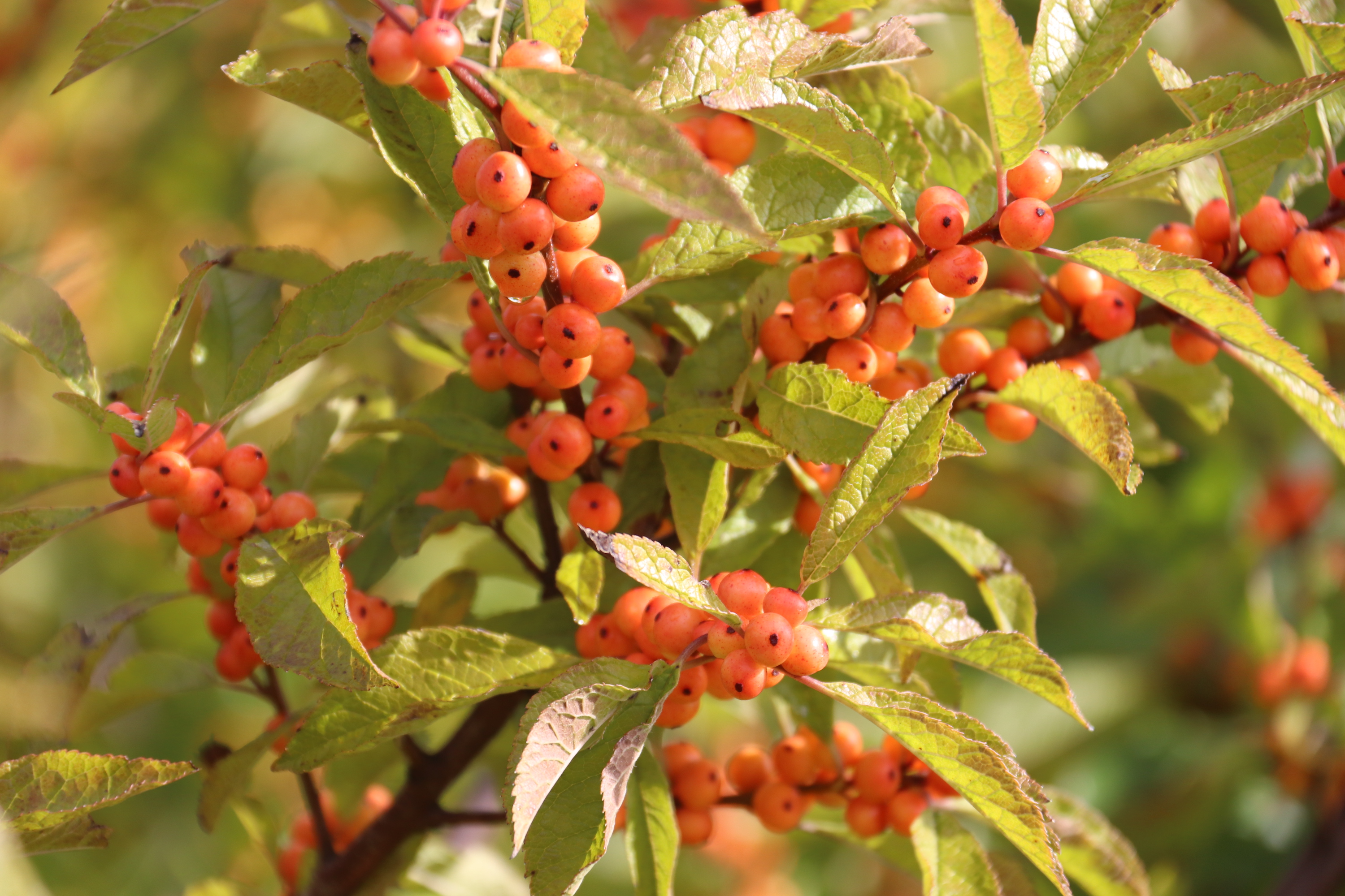 Ilex: flowers, bees & berries