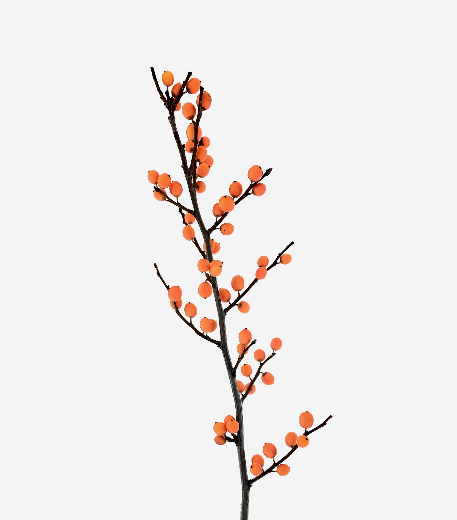 ilex orange beauty