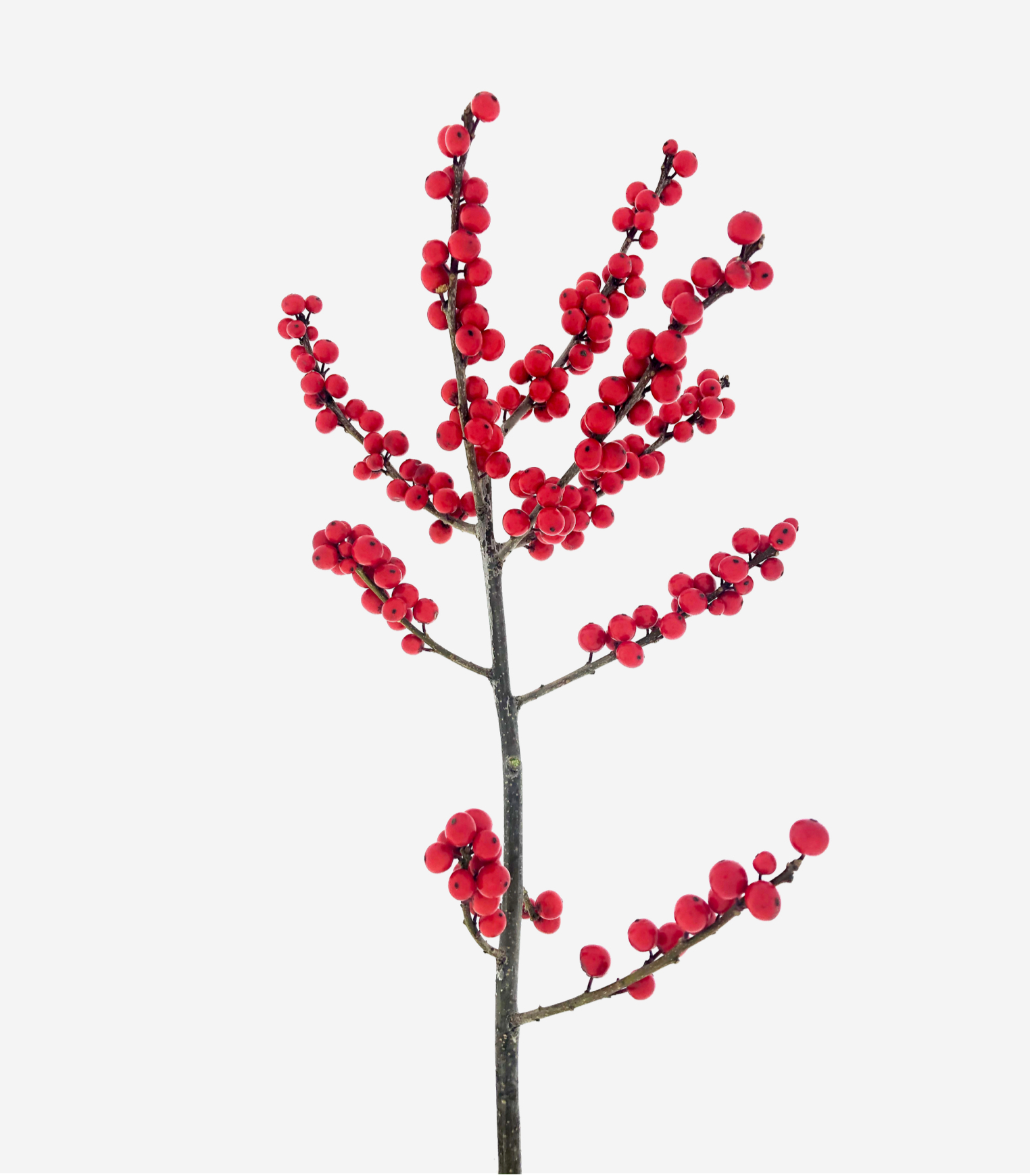 Ilex Red