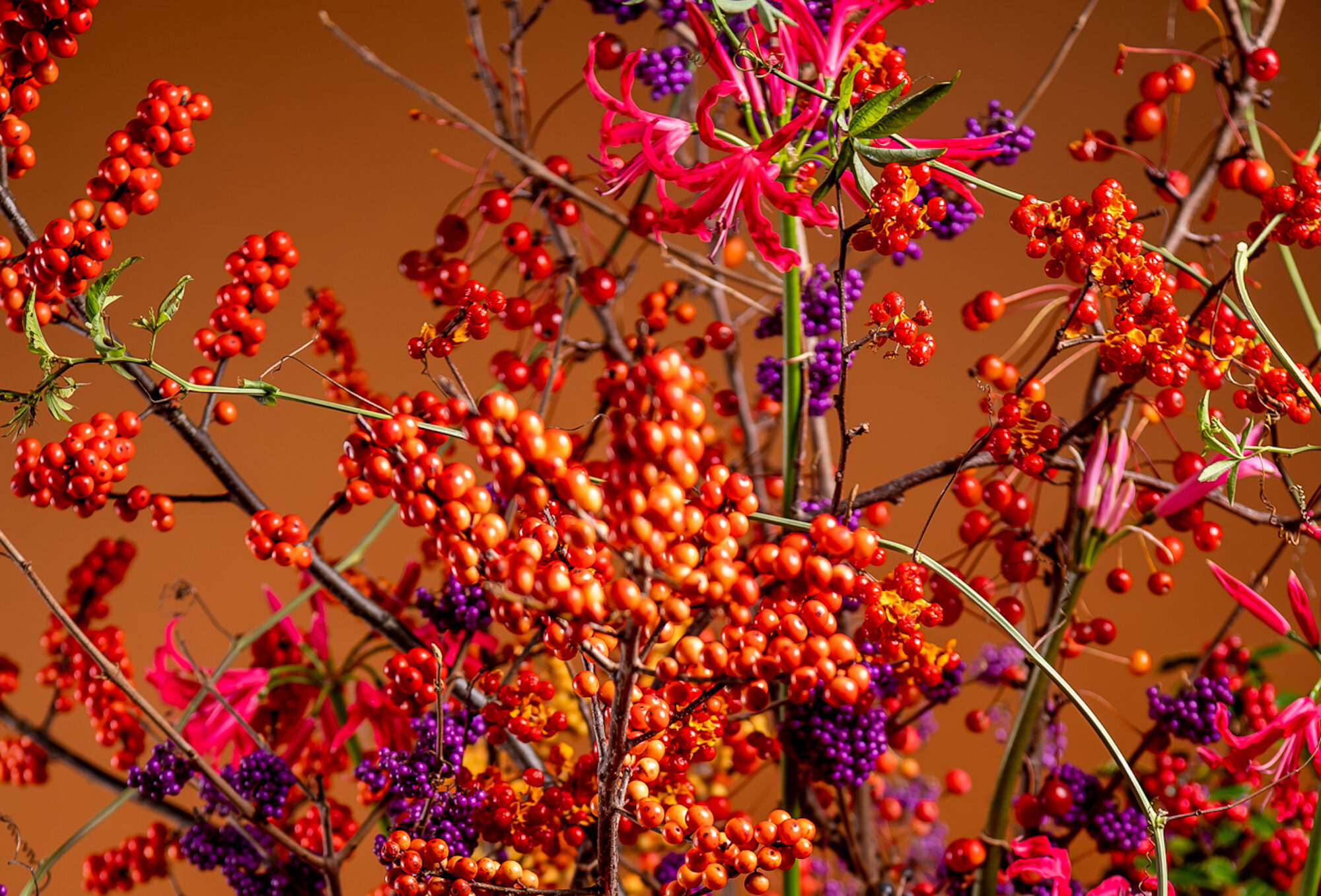 Berries beyond Christmas