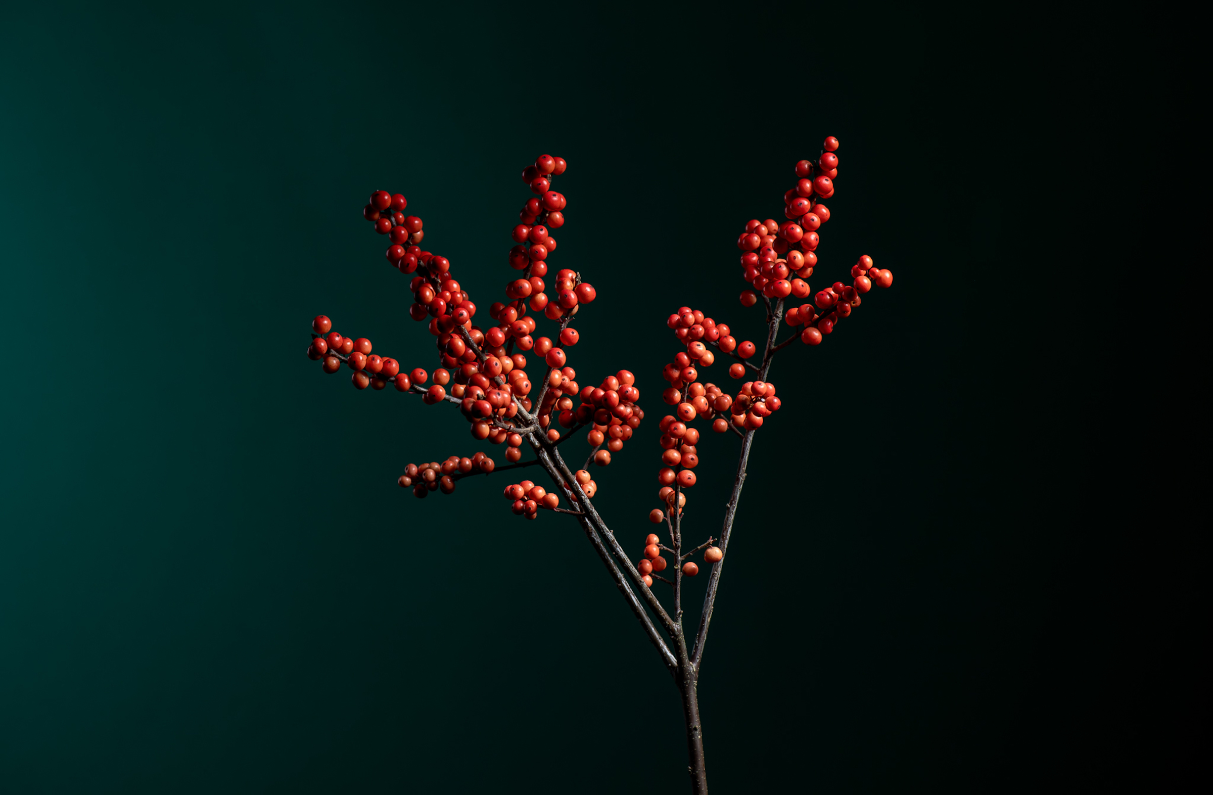 Solo arrangements with berry branches