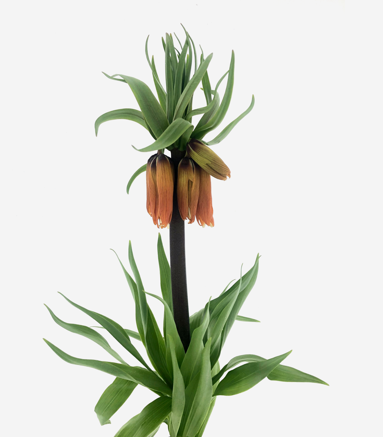 Fritillaria Orange Sweet