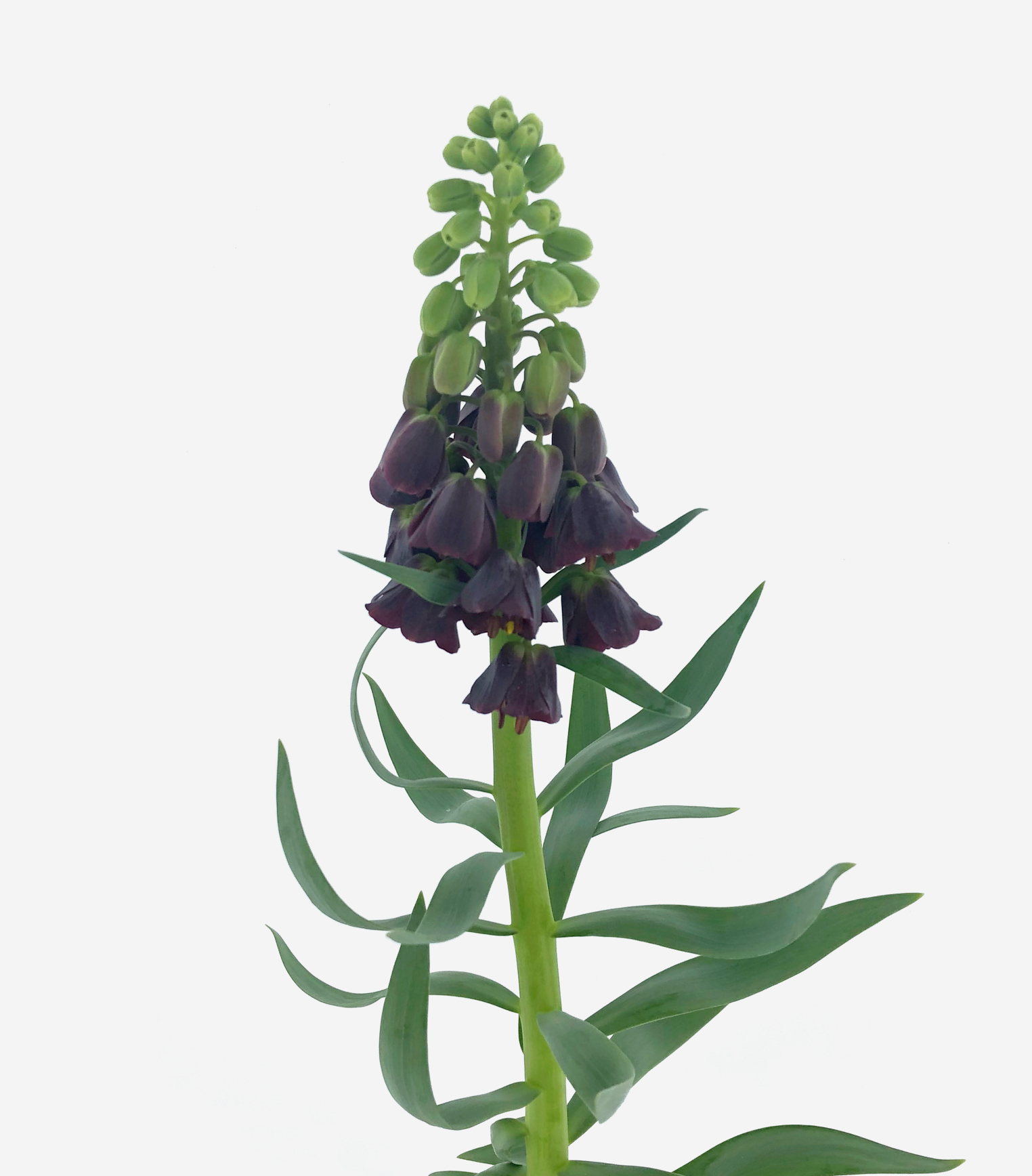 Fritillaria Persica Purple Favorite