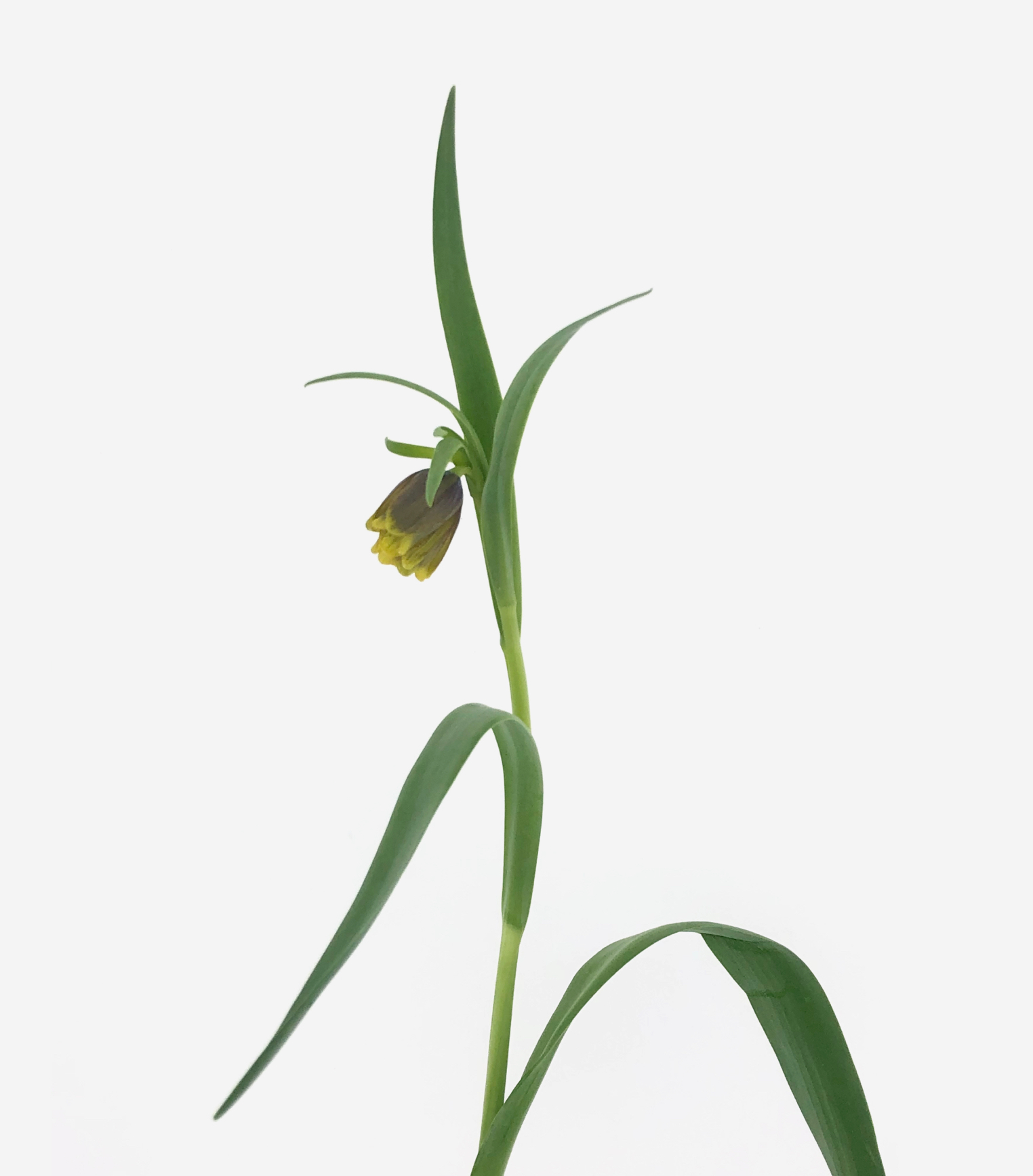 Fritillaria Uva Vulpis