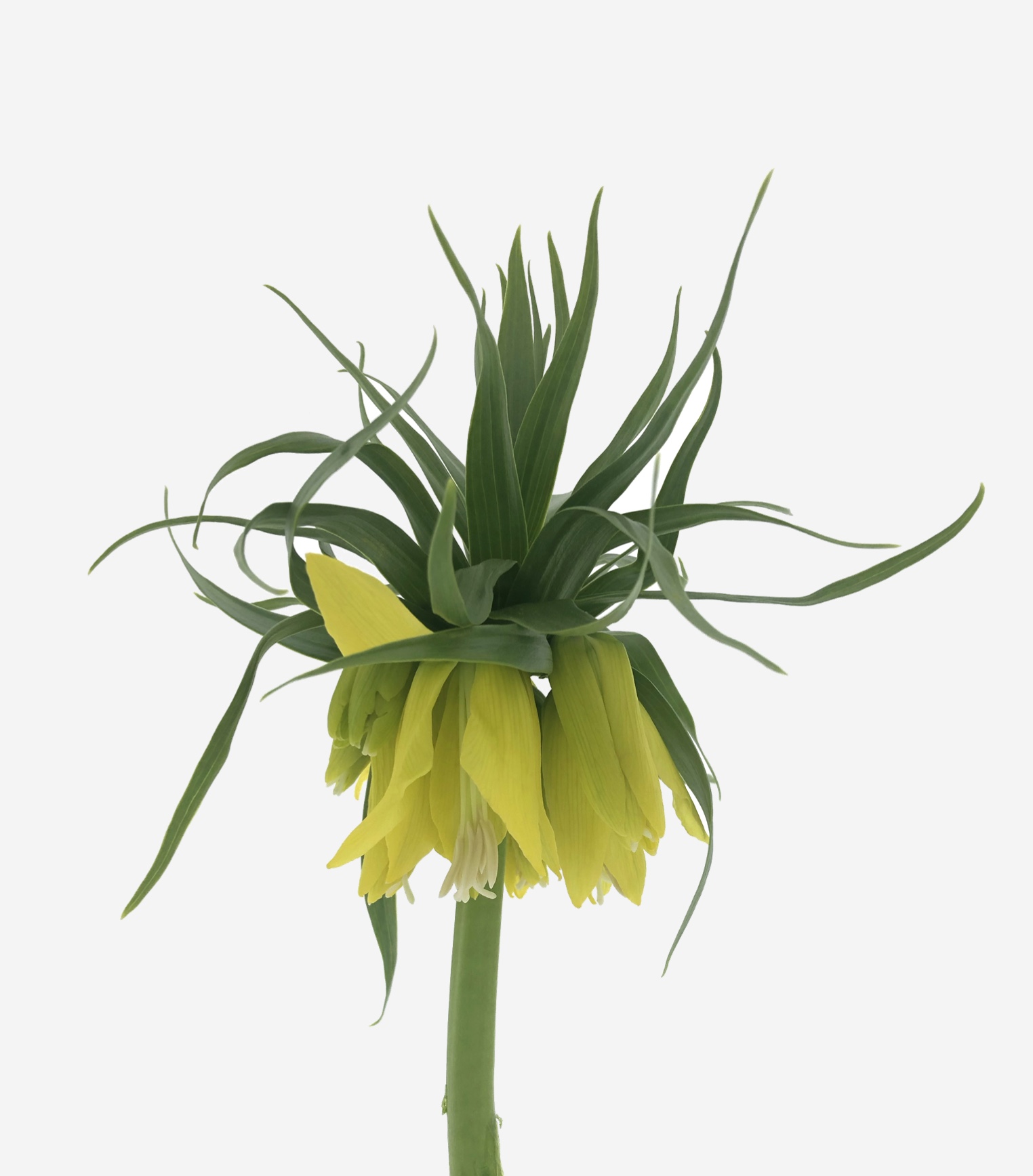 Fritillaria Imperialis Lutea