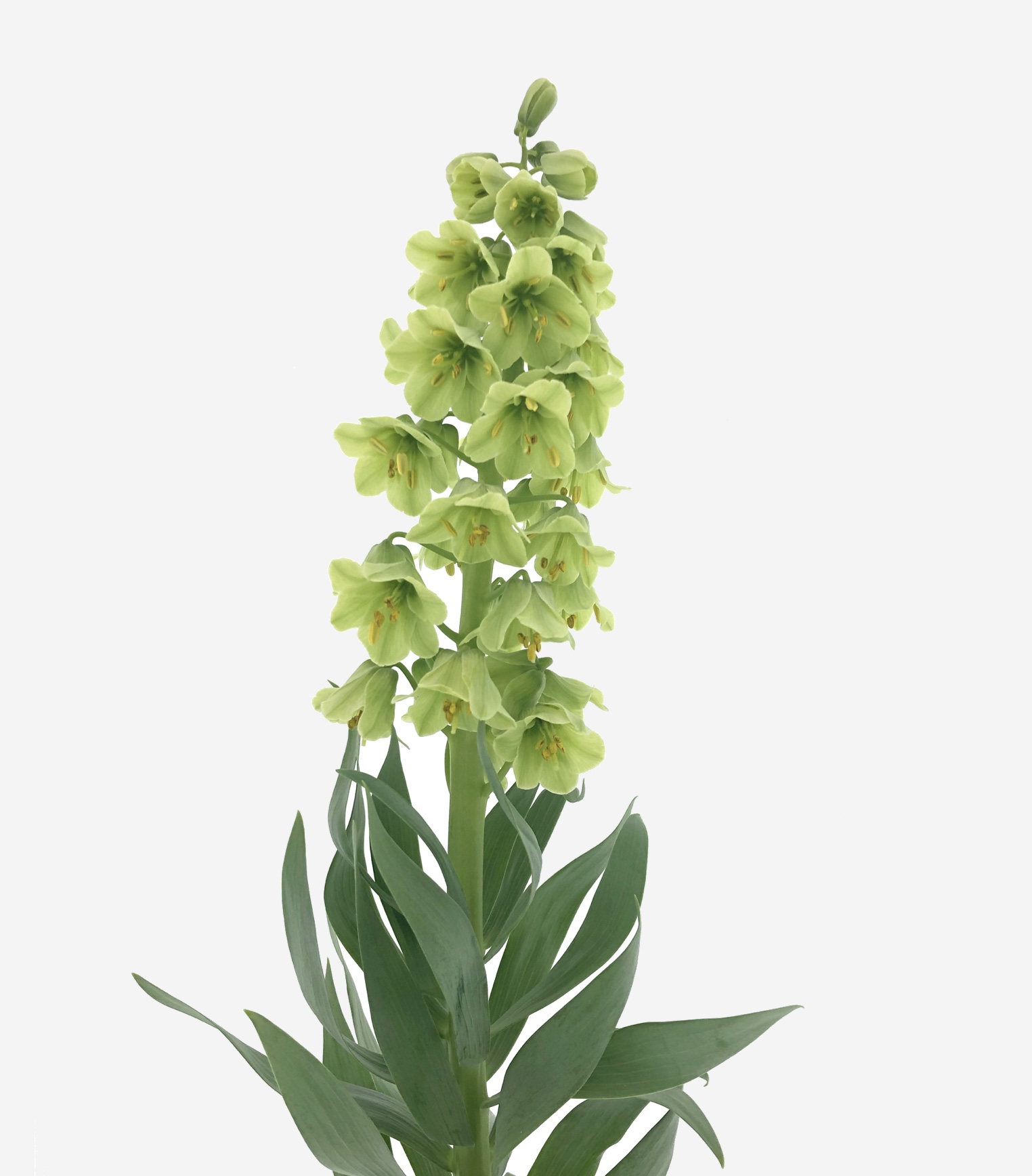 Fritillaria Persica Ivory Bells