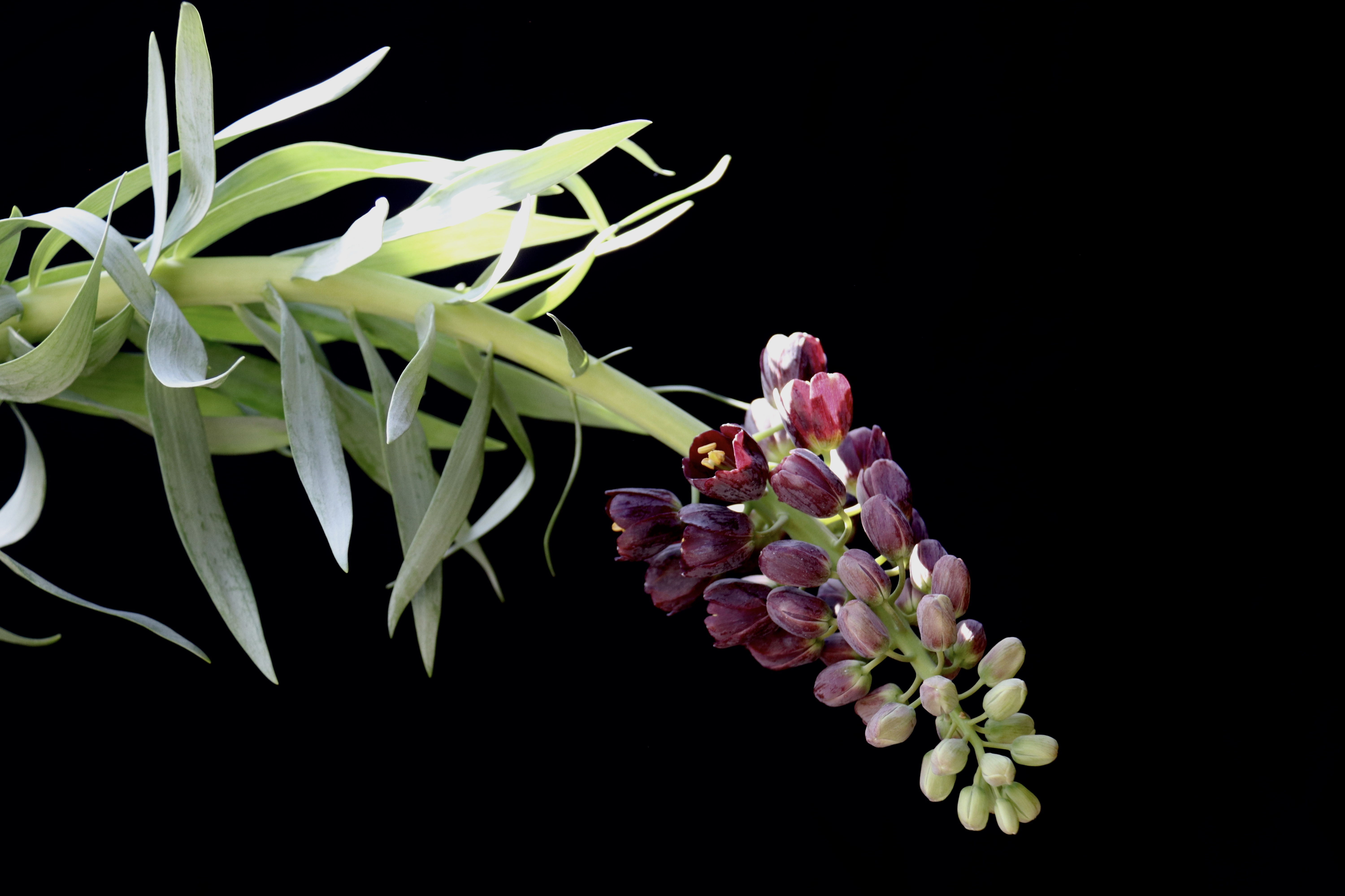 Fritillaria: botanical beauty’s