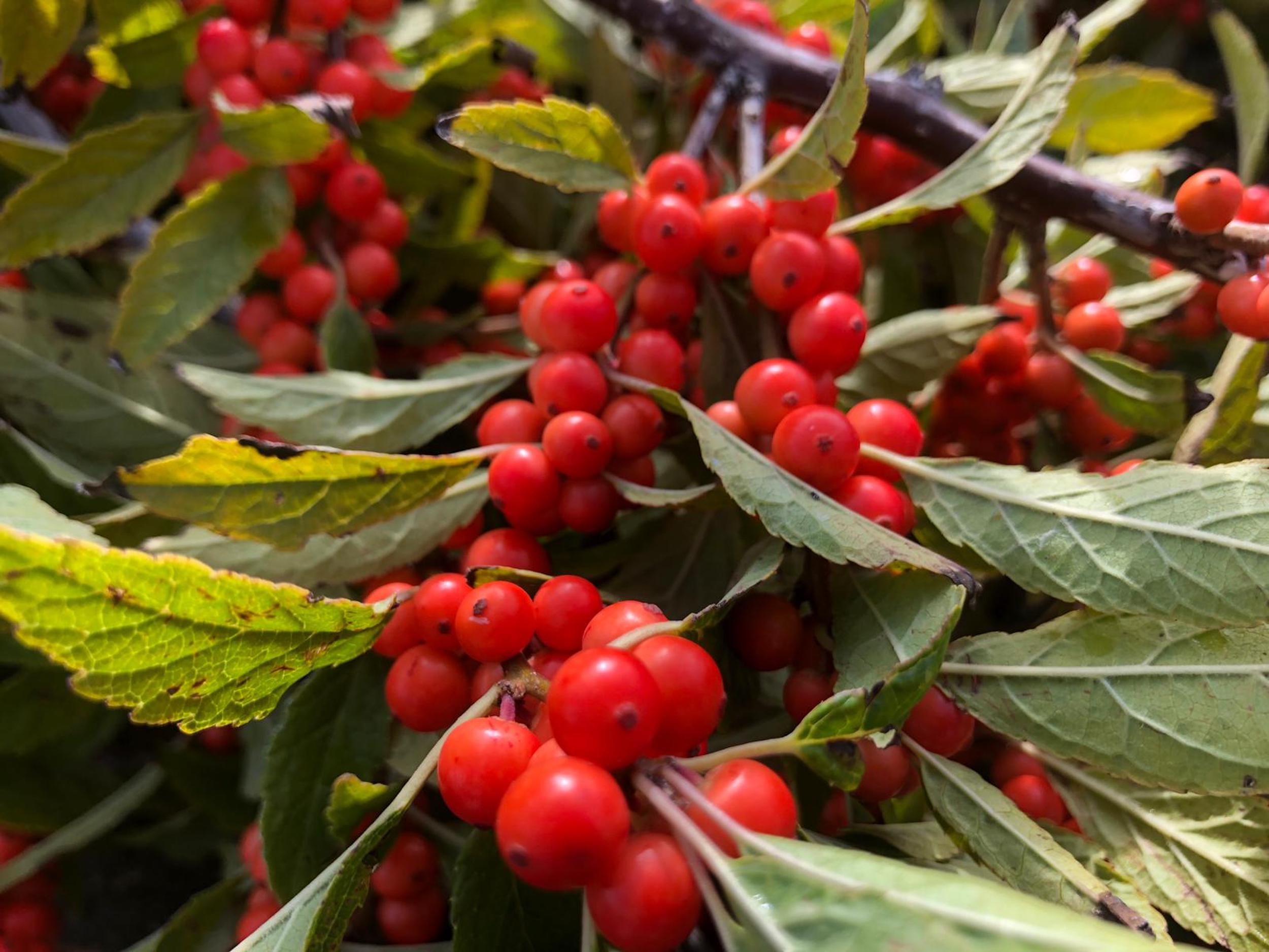 red ilex in the field