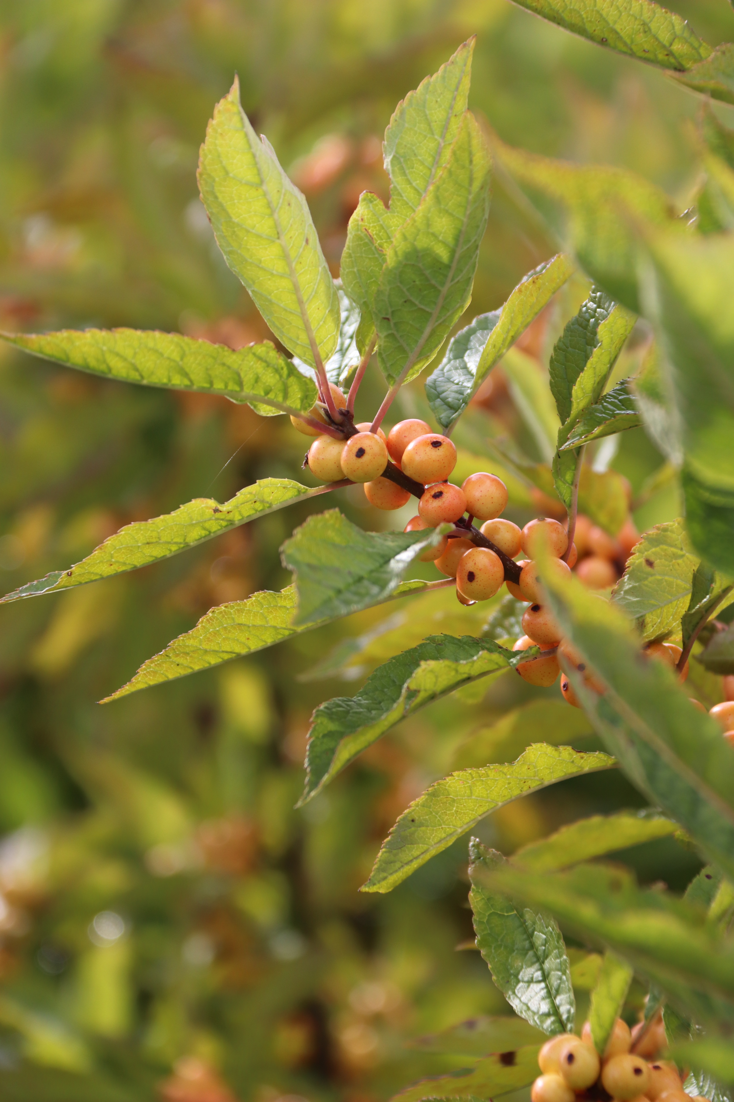 yellow ilex in the field